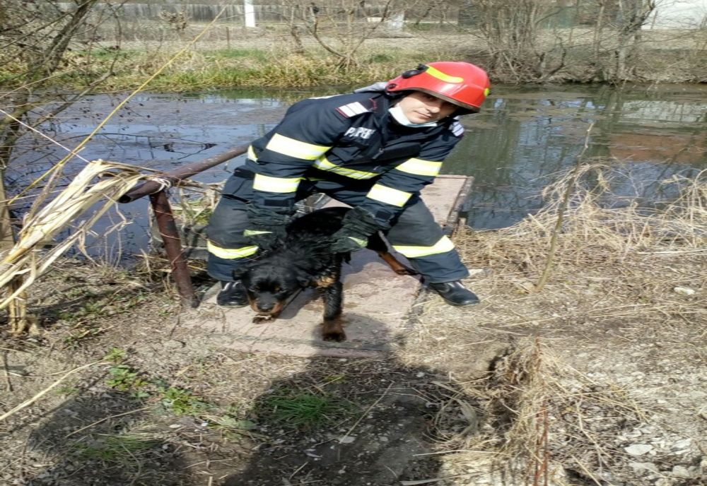 Cățel salvat de pompierii de la ISU Timiș