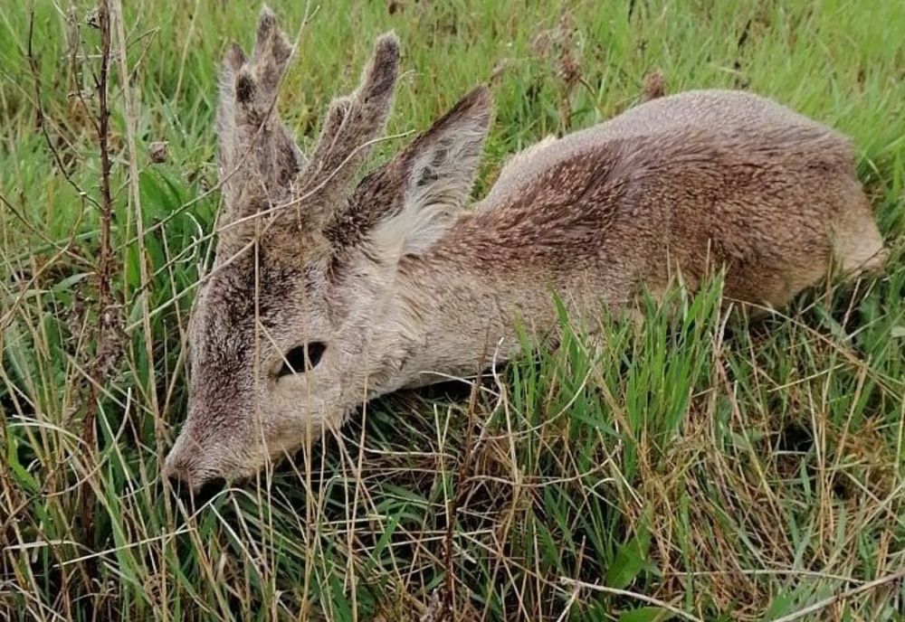 Căprioară blocată în stufăriș, salvată de pompieri