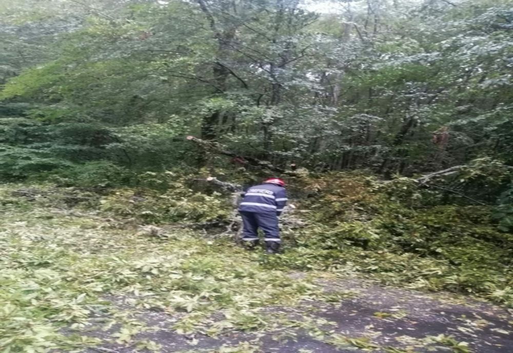 Copaci căzuți și curte inundată, după vijeliile din Timiș