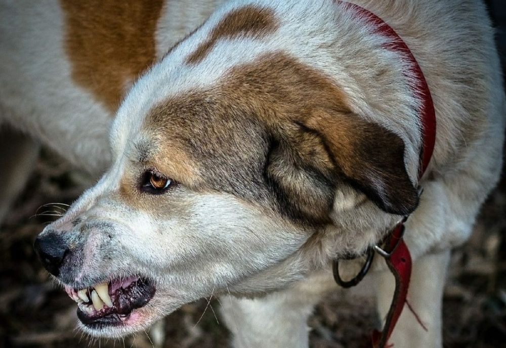 Bărbat atacat de câini, în județul Timiș