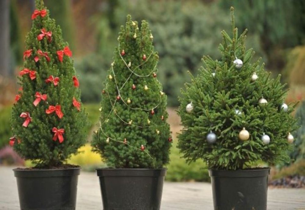 Brazii de Crăciun în ghiveci pot fi duși la Muzeului Satului, după sărbători