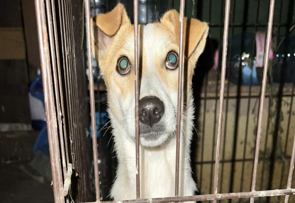 Licitație pentru campania de sterilizare a câinilor care nu sunt de rasă