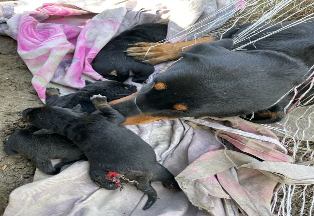 Cinci căței și o cățelușă, salvați de pompieri, la Timișoara, dintr-o baracă în flăcări