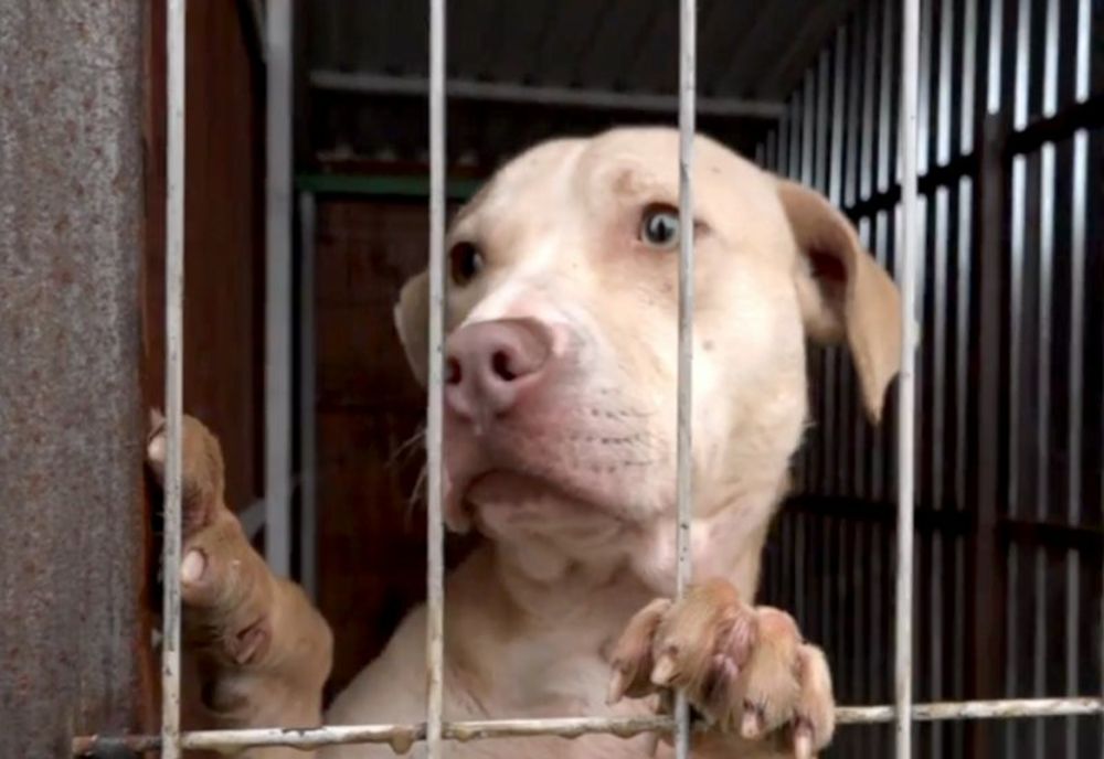 Câinii fără stăpân - o problemă gravă la nivelul județului Timiș