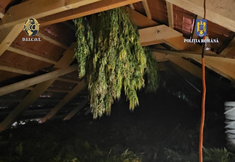 Fabrică de droguri, descoperită de procurorii DIICOT, în Timiș