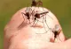 INSP: 9 infecții cu virusul West Nile și 2 decese, înregistrate în acest sezon
