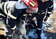 Pompierii au intervenit pentru a salva un câine rămas captiv. VIDEO