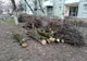 Rampe de gunoi și crengi de copaci vor fi luate de pe străzile din Timișoara. Cine se va ocupa de ridicarea deseurilor?