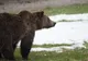 2 februarie, Ziua Ursului. Se așteaptă vești de la Grădina Zoologică