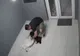 Incident halucinant în Timișoara. Un câine răpit și băgat într-un sac, în scara blocului.  Hoțul recunoaște că l-a luat, dar nu vrea să-l dea înapoi 