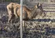 Grădina zoologică din Timișoara, închisă din cauza condițiilor necorespunzătoare. Încă un animal de acolo a murit