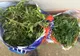 Kilograme de canabis, descoperite în Timiș