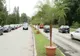 Palmierii nu se mai întorc în peisajul Timișoarei. Horticultura a început să îi vândă