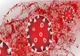 Bilanț coronavirus - 30 mai - Autoritățile anunță noile statistici - Câte infectări s-au înregistrat în ultimele 24 de ore