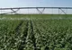 Ministrul Agriculturii promite refacerea sistemelor de drenare a apei din Banat