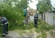 Urmările furtunii în județul Timiș: copaci rupți, acoperiș smuls