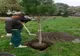 Adio, Palmișoara. Primarul vrea arbori mari în oraș, nu palmierii îndrăgiți de fostul edil