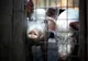 Alertă în Arad după extinderea pestei porcine în Timiș