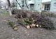 Rampe de gunoi și crengi de copaci vor fi luate de pe străzile din Timișoara. Cine se va ocupa de ridicarea deseurilor?