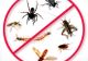 Scene incredibile la Timișoara. Trecătorii au fost stropiți cu insecticid, într-o piață centrală din oraș. Video!