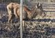 Grădina zoologică din Timișoara, închisă din cauza condițiilor necorespunzătoare. Încă un animal de acolo a murit