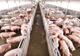 Aproape 25.000 de porci vor fi sacrificați,  după confirmarea unui focar de pestă porcină africană
