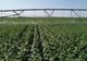 Ministrul Agriculturii promite refacerea sistemelor de drenare a apei din Banat